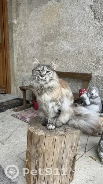 Chat Disparu Rue Principale, Besoin Médicaments - photo