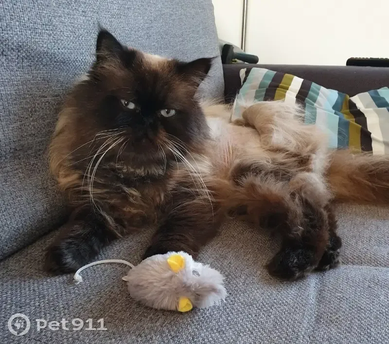 Chat disparu, mâle, 10 ans, Rue Magnier, Amiens - photo