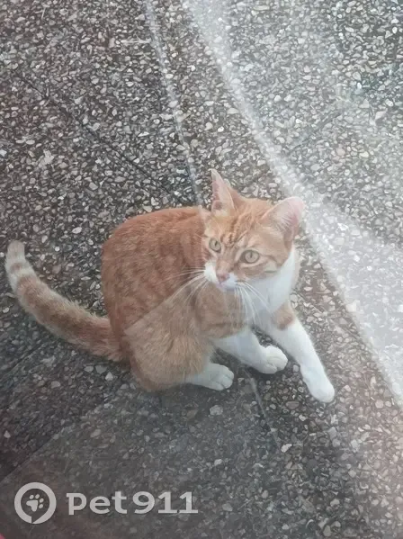 Jeune chatte tigrée trouvée à Gentilly - photo