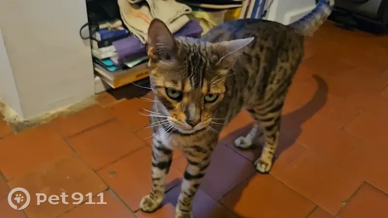 Chat malade disparu à Corancy - photo