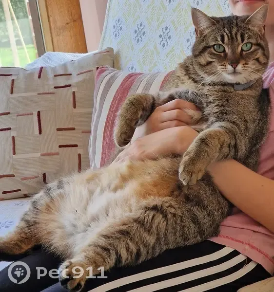 Chatte tigrée 2 ans disparue à Rieux - photo