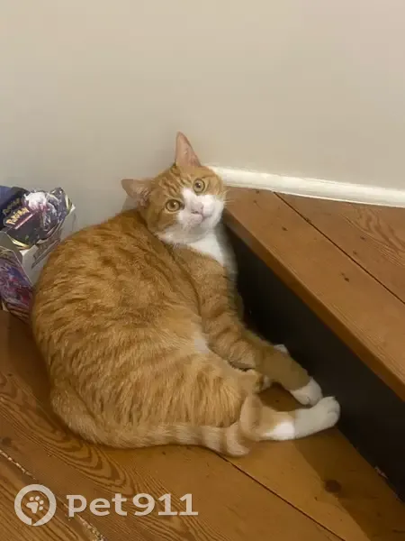 Chat mâle tigré roux et blanc perdu à Libourne - photo