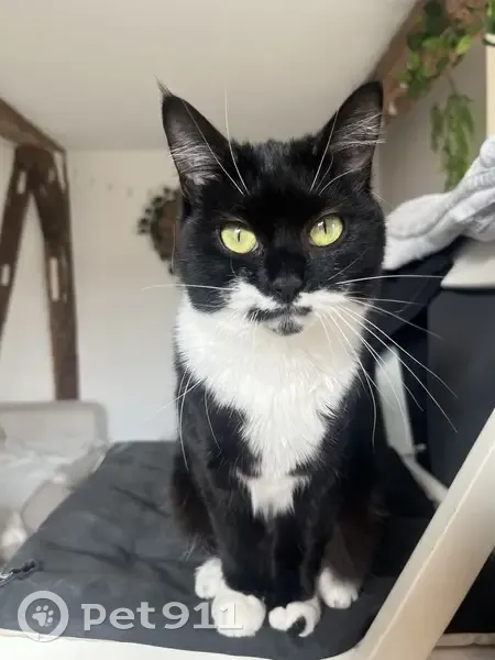 Chat perdu: Sana', Rue du Président Roosevelt - photo