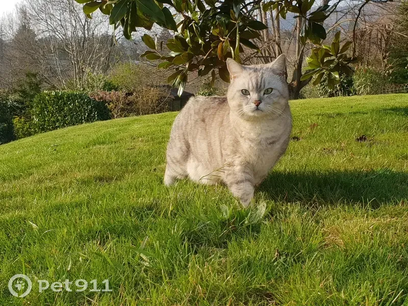 Chat gris clair perdu à Saint-Didier, 10 ans - photo