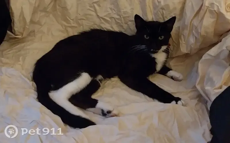 Chatte noire et blanche perdue à Lyon - photo
