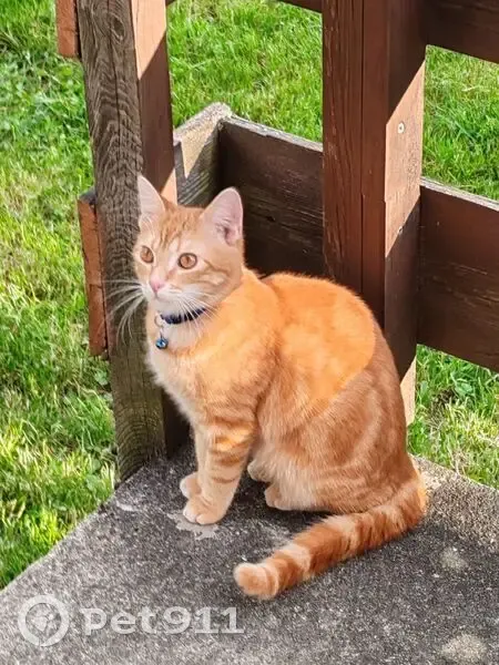 Chat roux perdu à Grenoble, Rue Stalingrad - photo