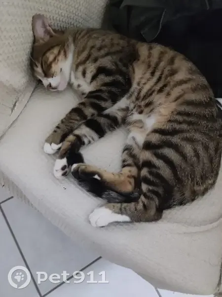 Chat trouvé à Kembs, Rue du Rhin 123 - photo