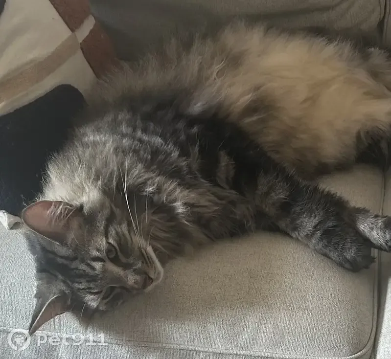 Chat norvégien fauve disparu à Soliers - photo