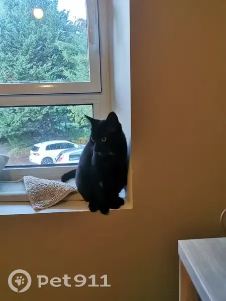 Chat noir Jiji perdu à Couëron - photo