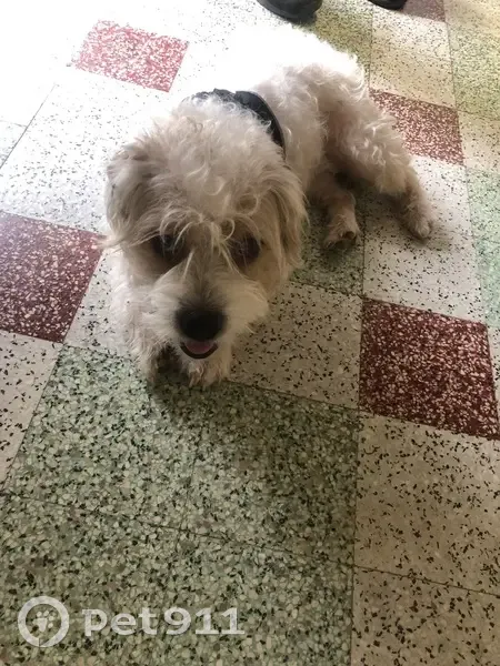 Chien non identifié trouvé à Sauzelles - photo