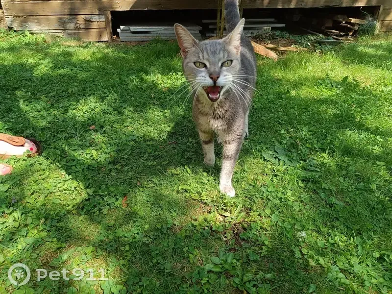 Jeune chatte grise trouvée, docile et bavarde - photo