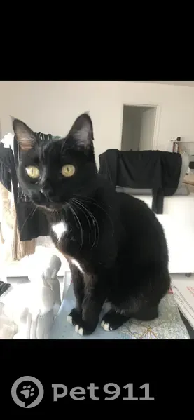 Chat Kaya perdu à Parigné-l'Évêque - photo