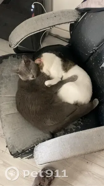 Chat gris perdu, Cité Bacquet, Lille - photo