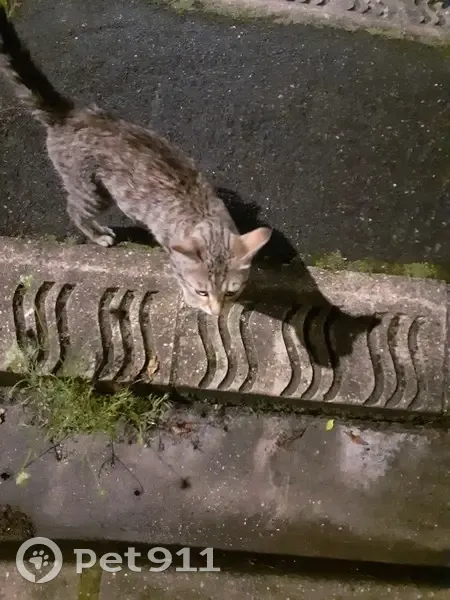Jeune chat sociable aperçu à Nanterre - photo