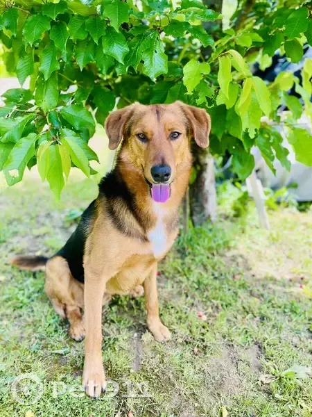 Chien disparu à Arnas : Waïko, 28kg, collier vert - photo