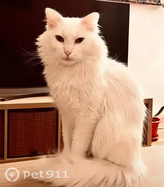 Chat blanc perdu à Bagnolet, rue Sadi Carnot - photo