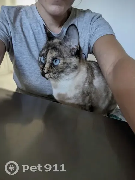 Chatte croisée siamois disparue aux Ulis - photo