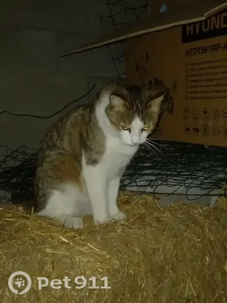 Chat perdu, queue cassée, castré, Tence - photo