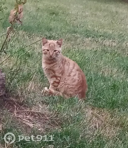 Chaton roux tigré trouvé, cherche foyer - photo