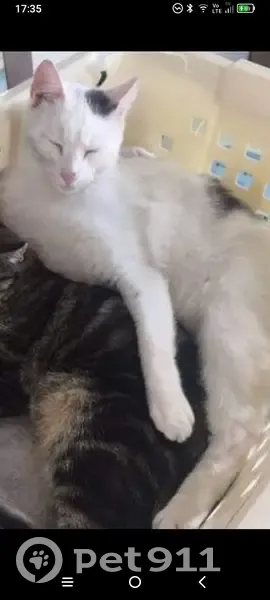 Chat européen blanc/noir perdu à Biganos - photo