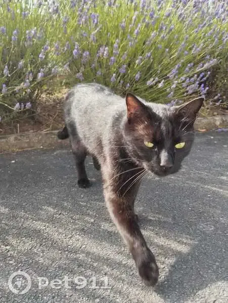 Chat noir perdu, 5 ans, Rue Jeanne d'Arc - photo