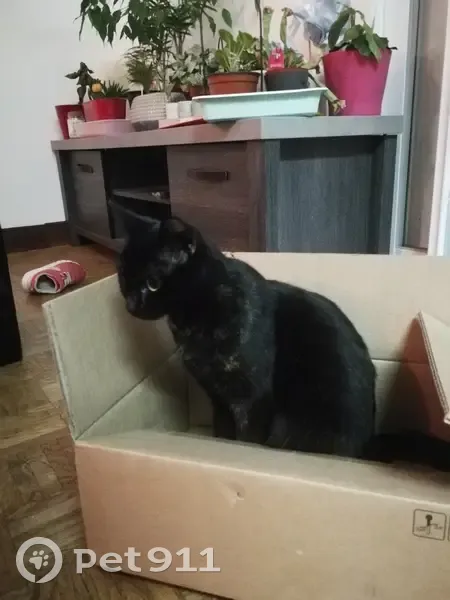 Chat disparu: Bibie, écaille de tortue, Villariès - photo