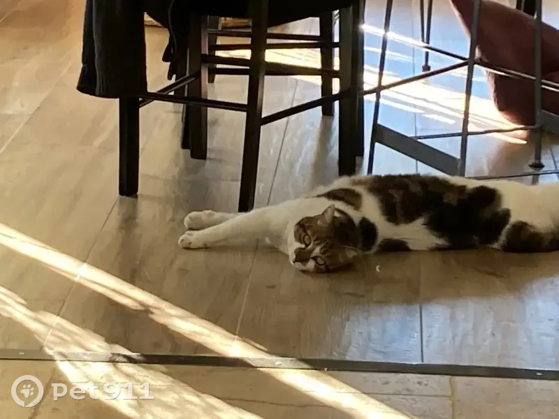 Chat mâle blanc tacheté perdu à Millau - photo