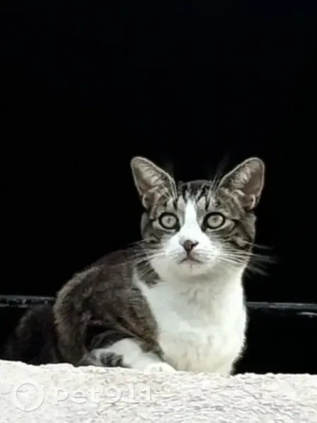 Chatte tricolore disparue à Ciré-d'Aunis - photo