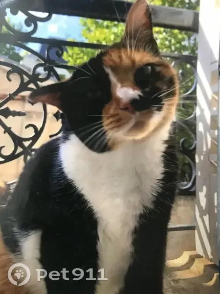Chat Prunelle disparu près de Rue Brizard - photo