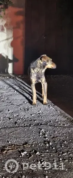 Chien maigre marron trouvé à St Félix de Rieutord - photo