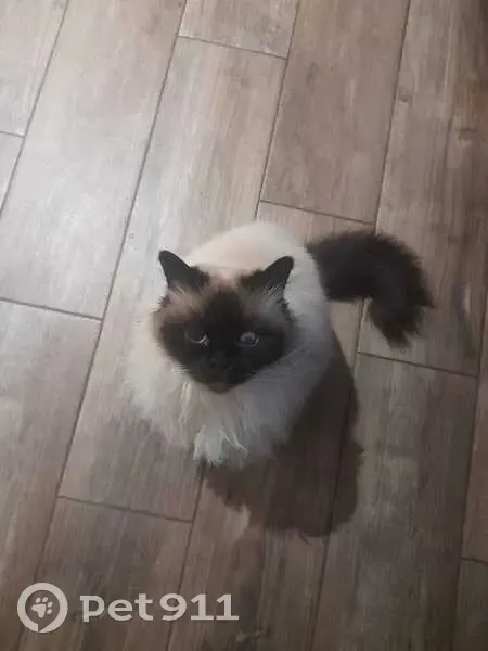 Chat Sacré de Birmanie perdu à Chenereilles - photo
