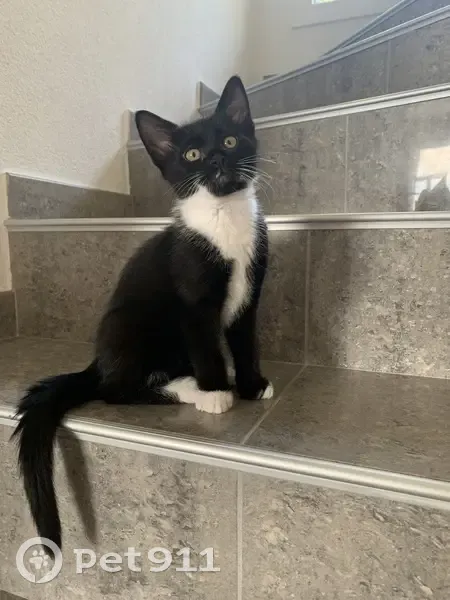 Chatte noire et blanche perdue à Excenevex - photo