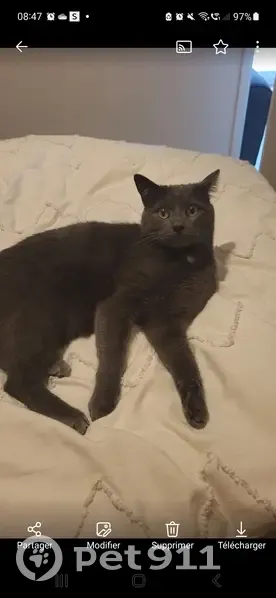Chat gris tombé du balcon à Émerainville - photo