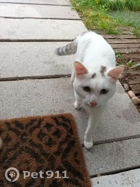 Chat trouvé sociable Rue du Palatinat, Metz - photo