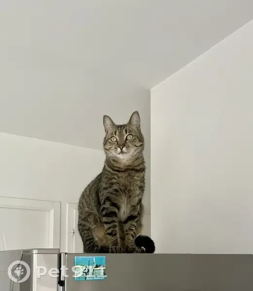 Chatte tigrée perdue à Boeschepe - photo