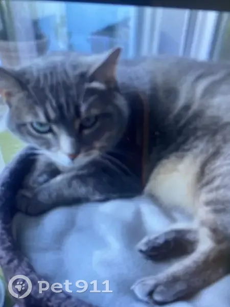 Chat perdu: Tigris, gros, collier bleu, Lorient - photo