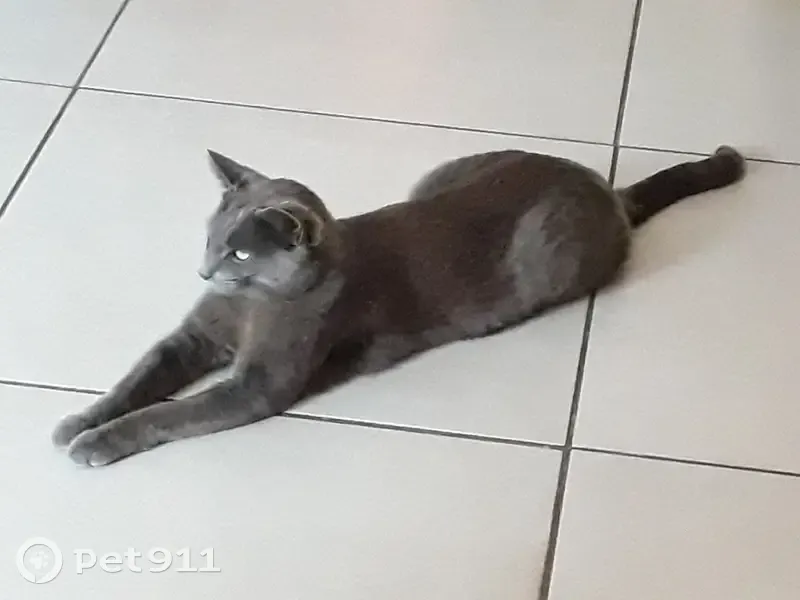 Chat gris moyen perdu, besoin de médocs - photo