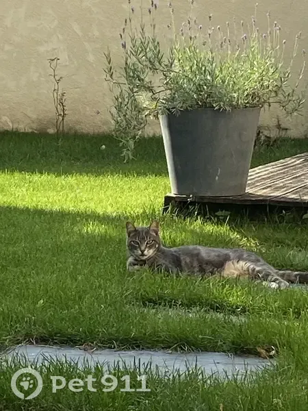 Chat disparu à Aubière : Simba en danger - photo