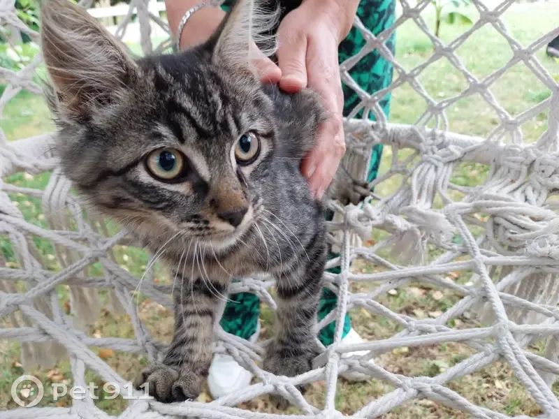 Chat mâle écaille de tortue trouvé à Avessac - photo