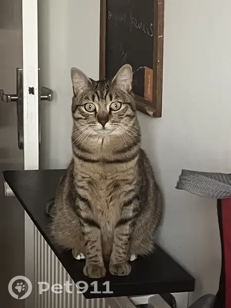 Chatte Européenne disparue à Orléans - photo