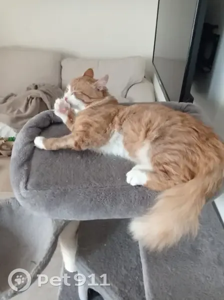 Chat perdu avec harnais à Corveissiat - photo