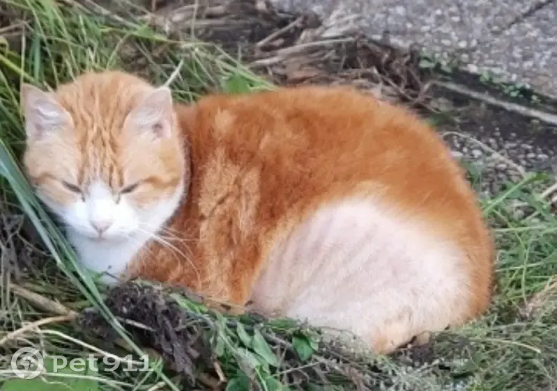 Chatte rousse et blanche perdue à Hamel - photo