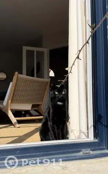 Chatte noire Tia perdue à Fâches Thumesnil - photo