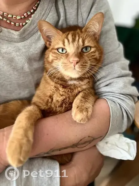 Chat roux 5 ans disparu à Sète, Rue Montmorency - photo