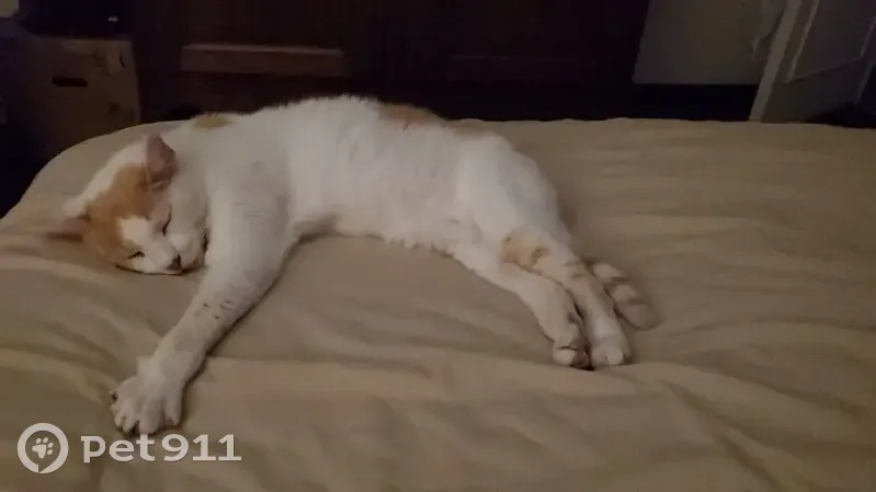Chat blanc et roux perdu à Aunay-sous-Crécy - photo