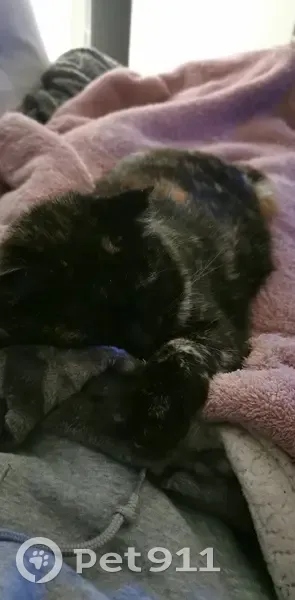 Chat perdu : Naya, oreille coupée à Couëron - photo