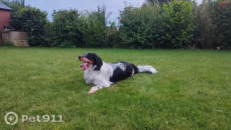 Chien perdu: Helios, croisé épagneul-bouvier - photo