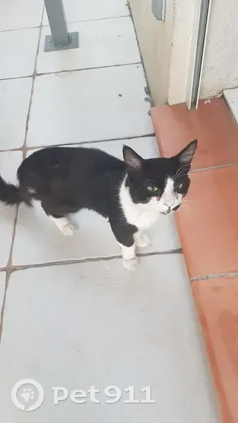 Chat européen mâle noir et blanc trouvé - photo