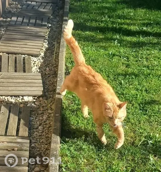Chat mâle 3 ans disparu à Saint-Chamond - photo
