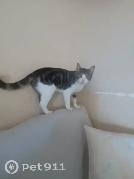 Chat perdu : Femelle grise et blanche, Pradet - photo